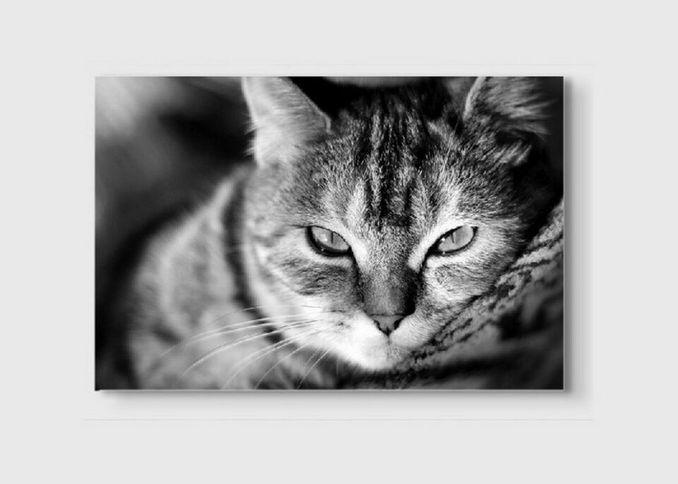 Kedi