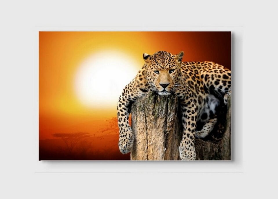 Leopar